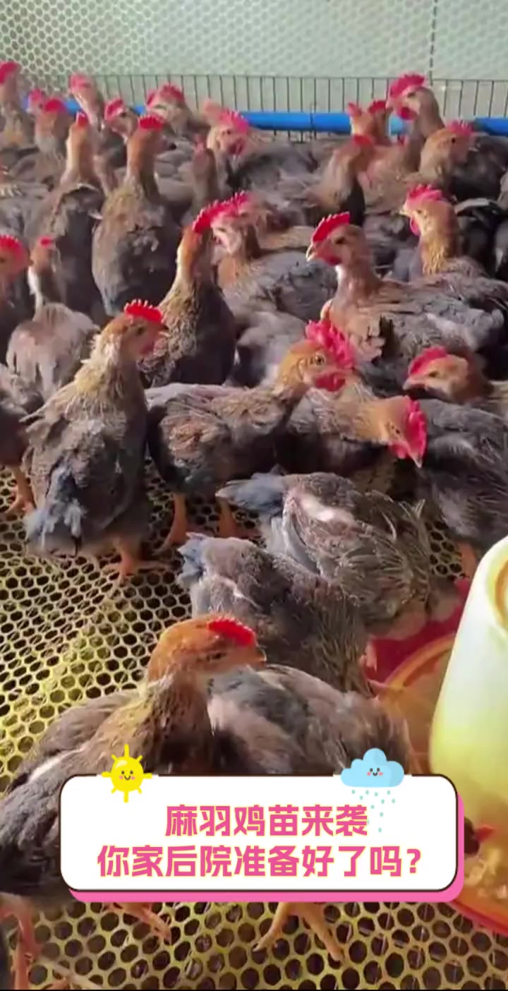 麻羽鸡苗来袭,你家后院准备好了吗?