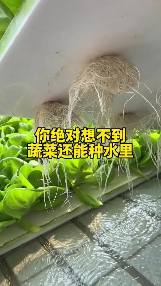 你绝对想不到蔬菜还能在水里种，而且长的更好！