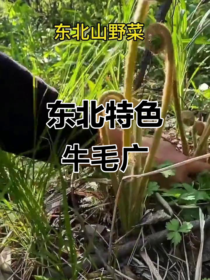 东北特产牛毛广：山野菜中的美味珍品