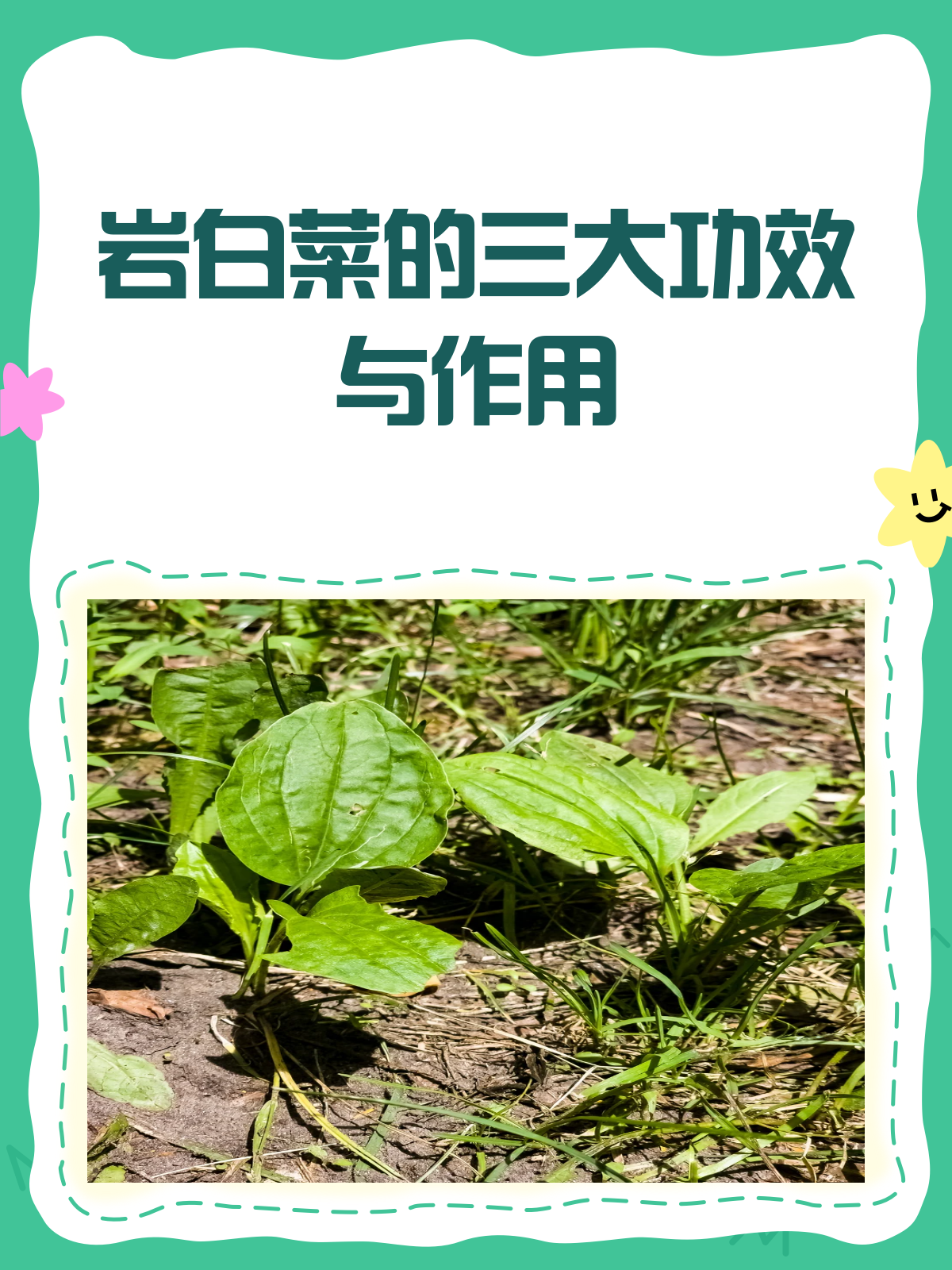 岩白菜:清热止咳的天然良药!