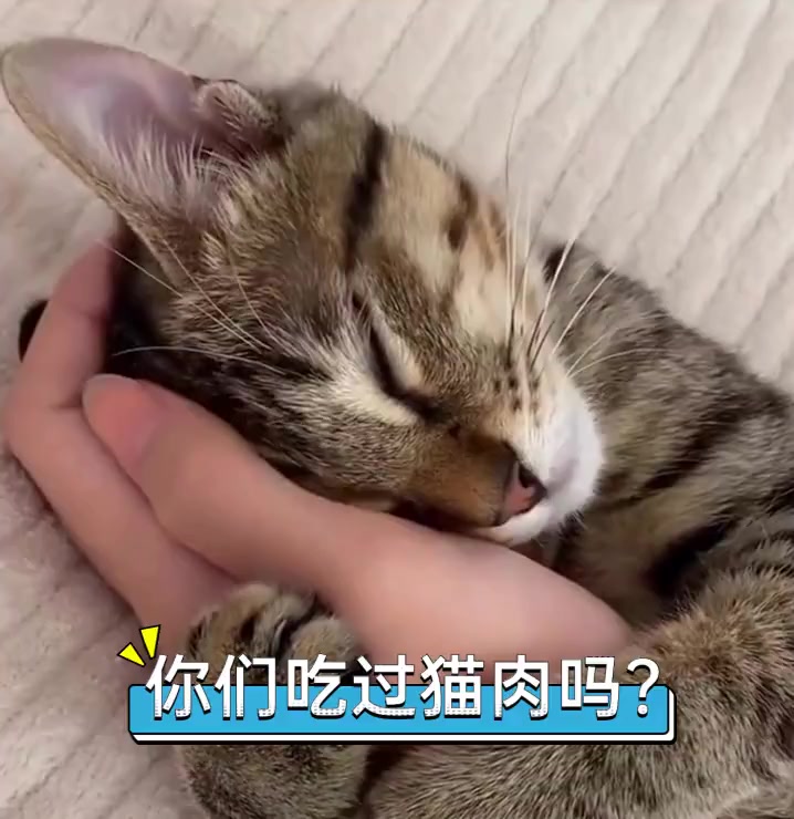 你们吃过猫肉吗?