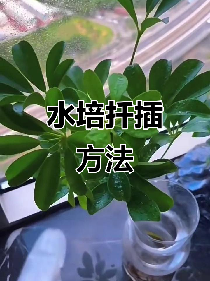 鸭掌木修剪与水培技巧，打造完美老桩造型
