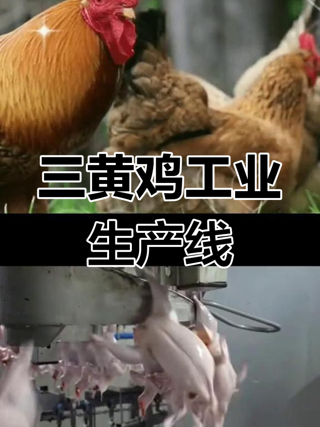 韩国工厂揭秘:如何工业化处理三黄鸡,流水线上的神奇操作