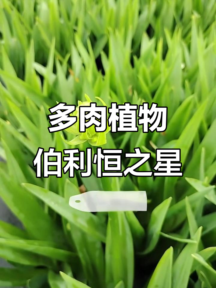 伯利恒之星:南非多肉之王,开花如太阳般耀眼