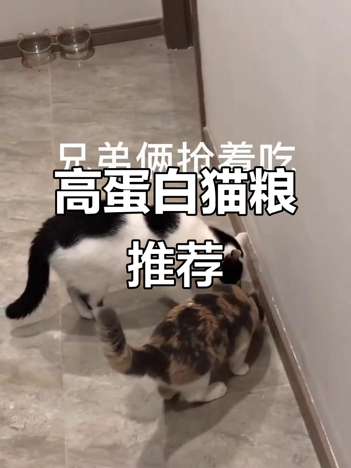 喵主食罐选对了吗?十种肉高蛋白,汤圆兄弟抢着吃