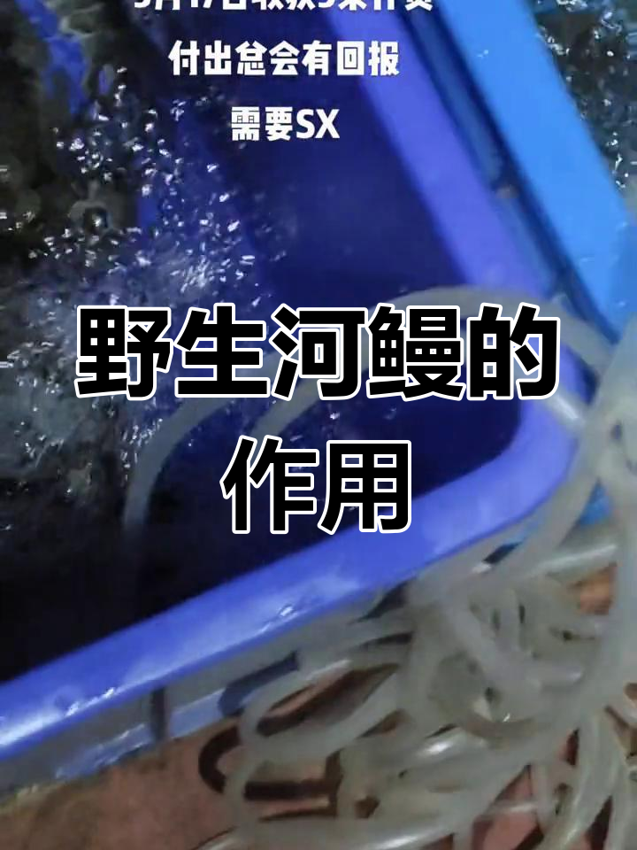 野生河鳗的营养价值与功效