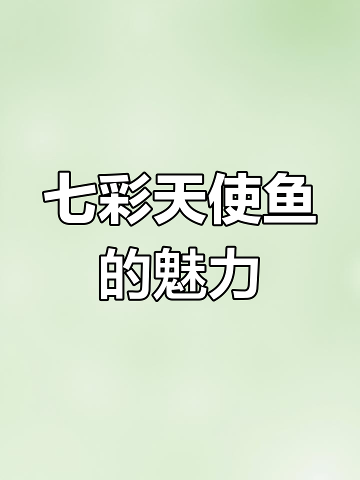七彩天使鱼,色彩鲜艳易养,适合新手轻松上手