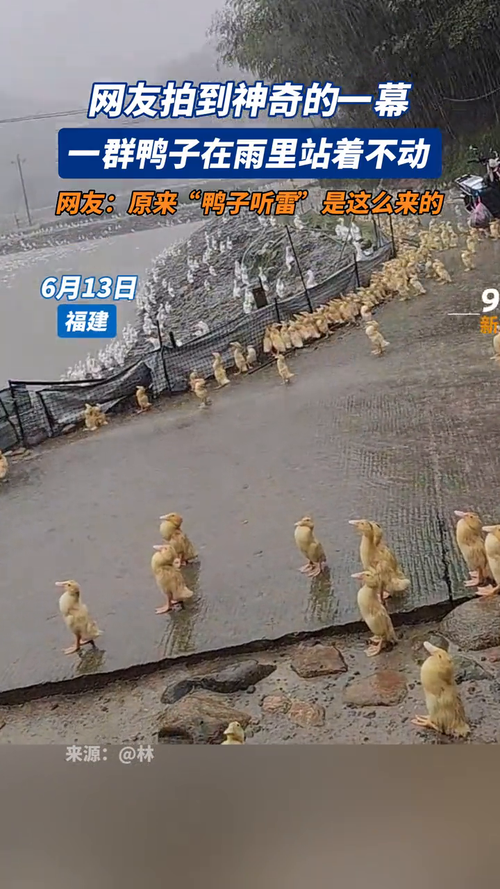 一群鸭子在雨里站着不动 网友:原来“鸭子听雷”是这么来的
