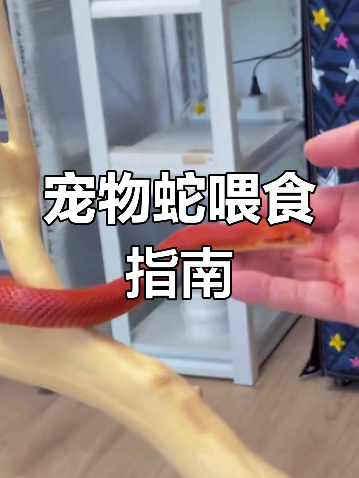 宠物蛇吃什么?食物选择全解析