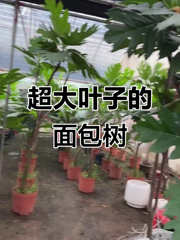 叶片超大的面包树,网红绿植来袭