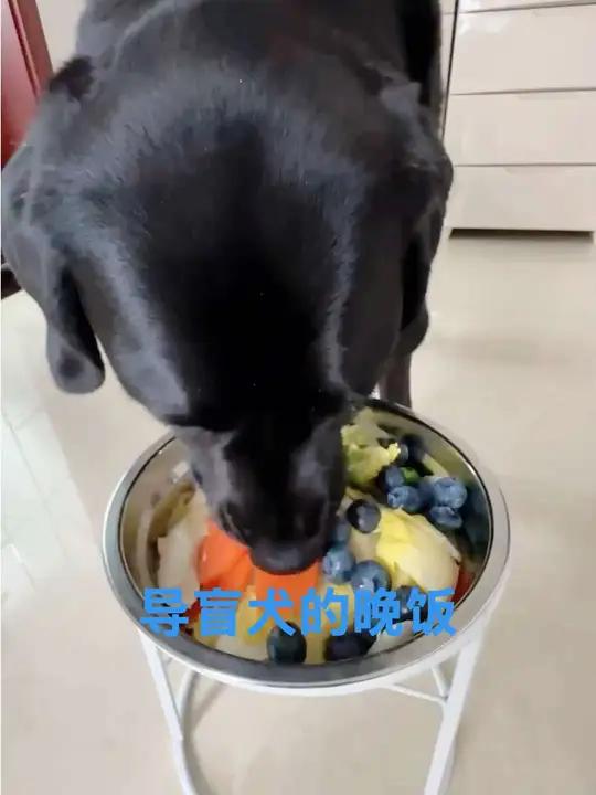 导盲犬黑萌萌的晚饭,鸡丝面。有朋友说萌萌吃不饱。首先我们不是网红吃播狗。我们在这里是纪录两