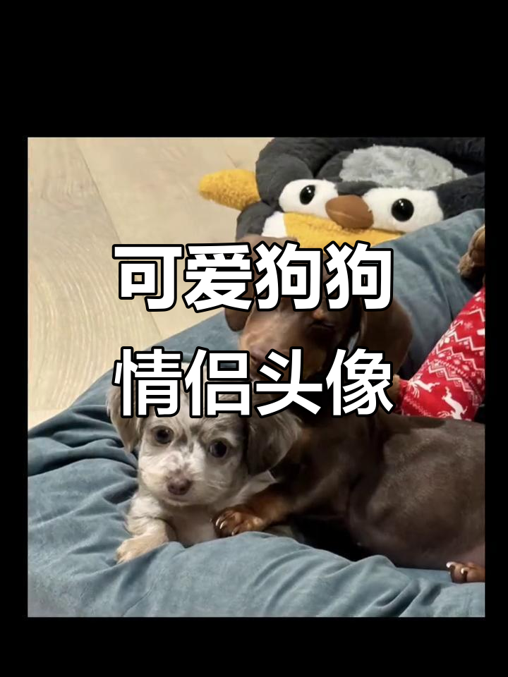 情侣头像大赏:狗狗与动物们的甜蜜搭配
