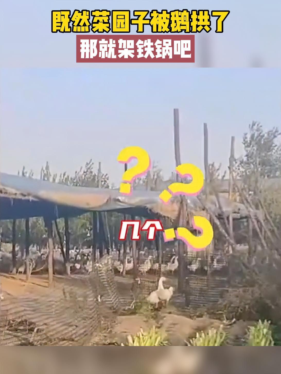 既然菜园子被鹅拱了,那就架铁锅吧(素材来源:直播日照)自家菜园子 大鹅 搞笑