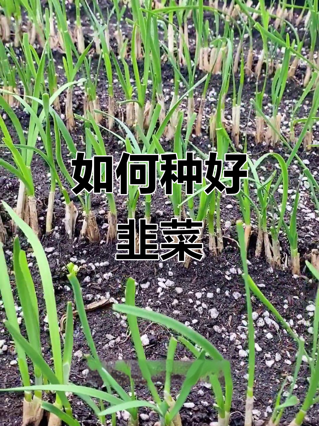 韭菜种子种植技巧,轻松搞定移栽与养护