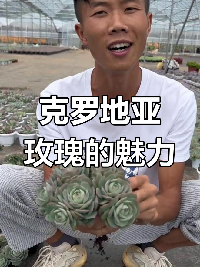 克罗地亚玫瑰:浪漫多肉植物的奥黛丽赫本故事
