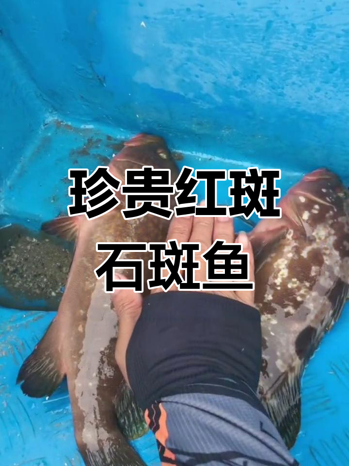 香港四大鱼王之一,红斑石斑鱼的独特魅力与美味