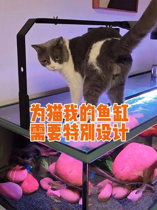 为猫我的鱼缸需要特别设计 为了我的猫咪和家人,鼓捣了一个大鱼缸,不知道有没有人感兴趣,如果