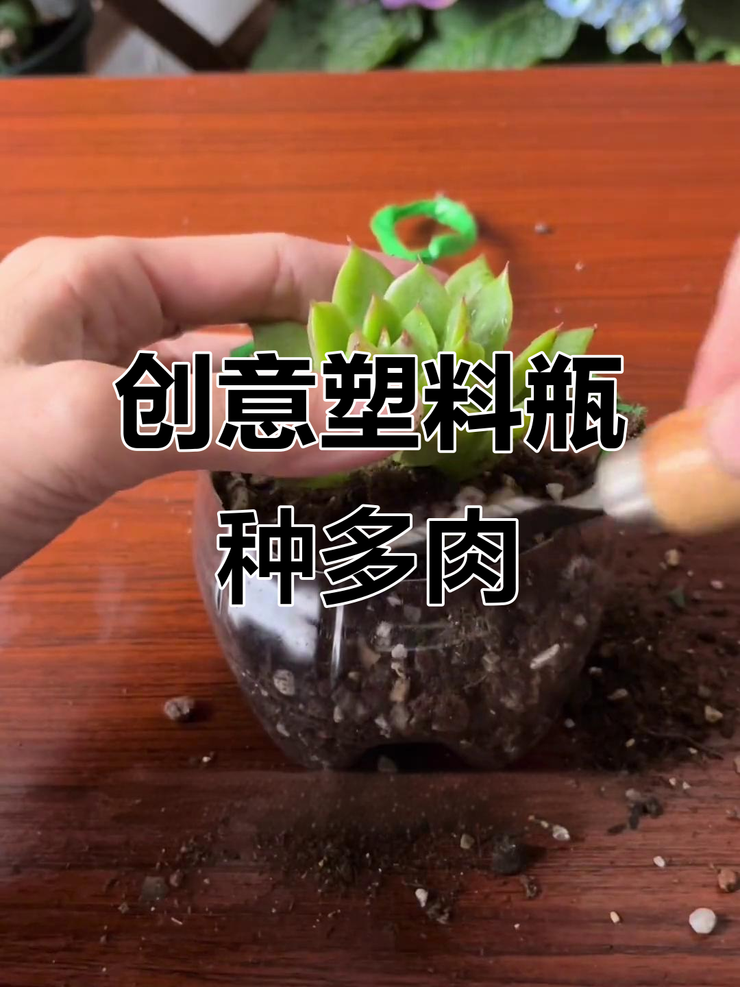 废旧塑料瓶变身多肉花盆，简单又美观