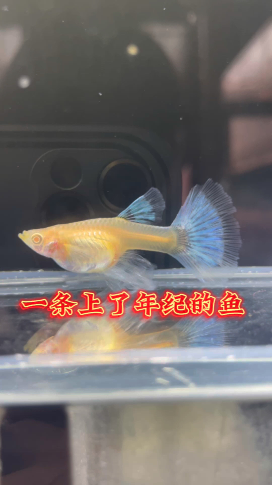 孔雀鱼的寿命平均都在一年半到2年左右