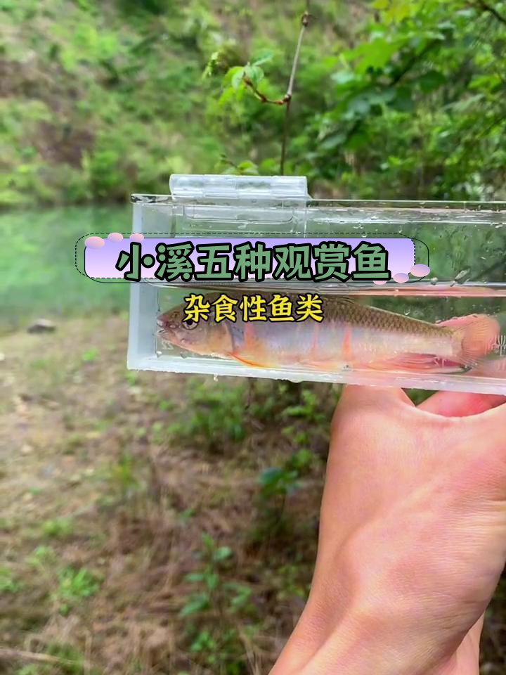 南方小溪常见鱼种解析