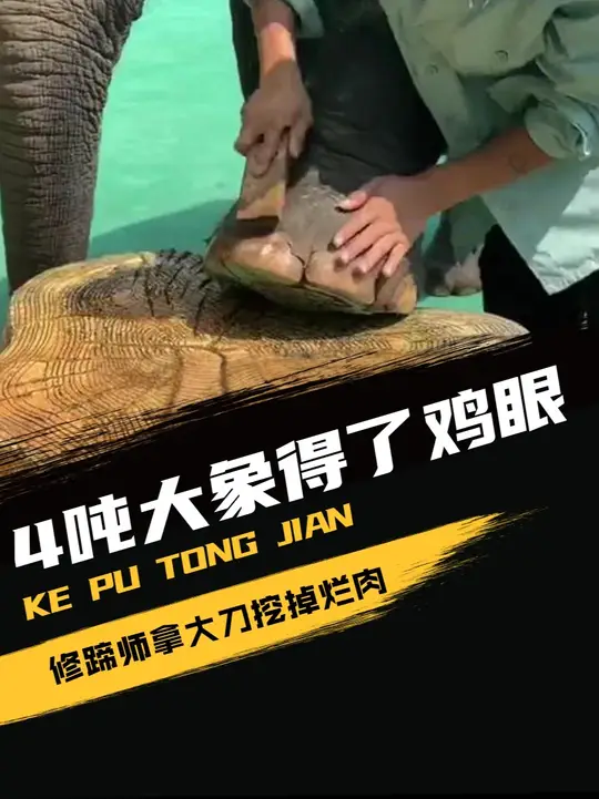 4吨大象得了“鸡眼”!修蹄师拿大刀挖掉烂肉,越挖越深真解压
