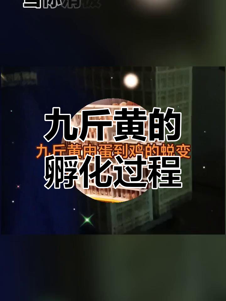 从蛋到鸡,九斤黄成长全纪录