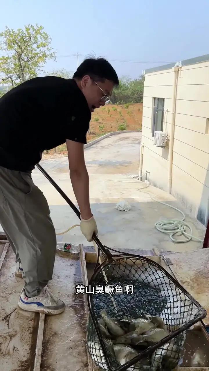 好吃的黄山臭鳜鱼一定要是新鲜鳜鱼腌制 臭鳜鱼 吃鱼 安徽特产