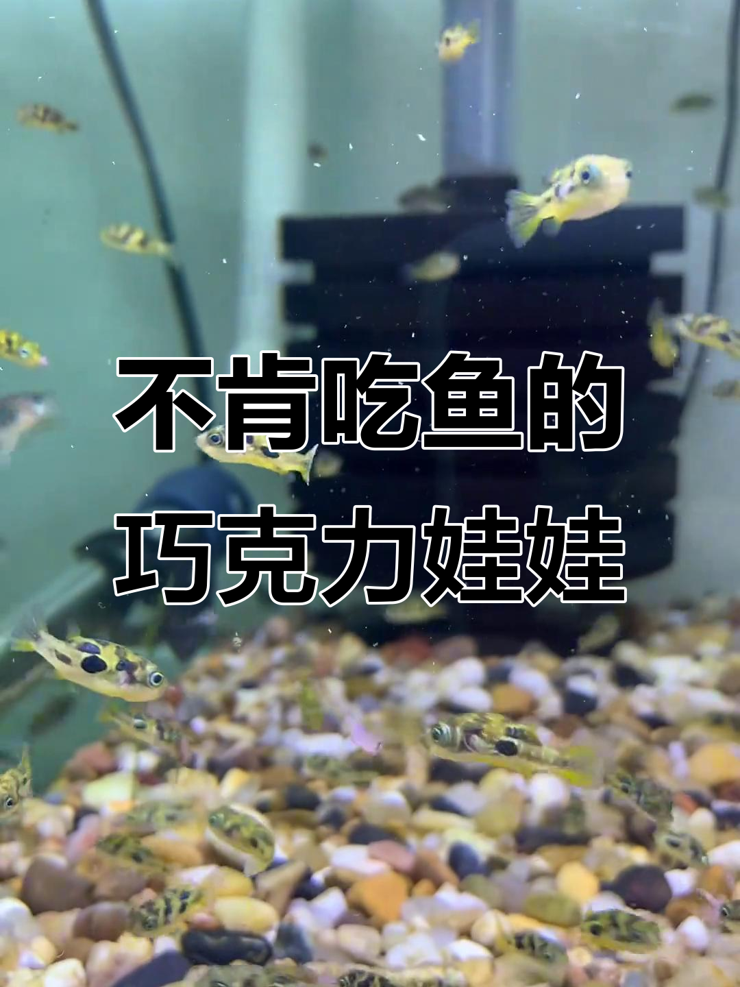 巧克力娃娃不吃鱼粮,只吃活食,每天喂不够