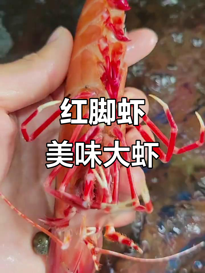海南野生红角虾,鲜美无比,刺身与油焖皆宜