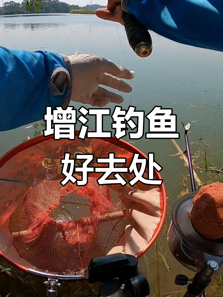 增江钓石鲮,连杆大条只,煲汤超美味