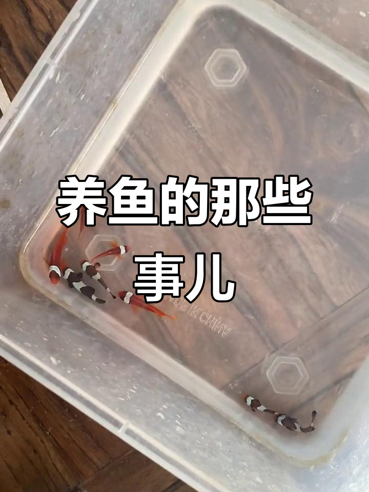 养鱼男人的心酸事:老婆问多少钱,答案永远是十块二十