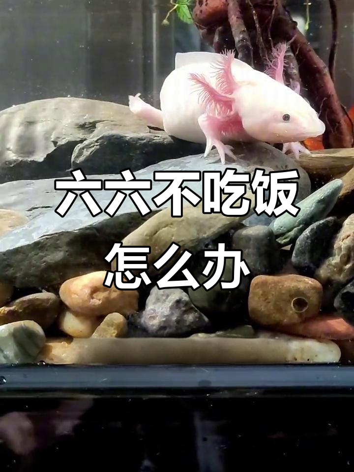 六角恐龙鱼不吃食?排查方法全攻略