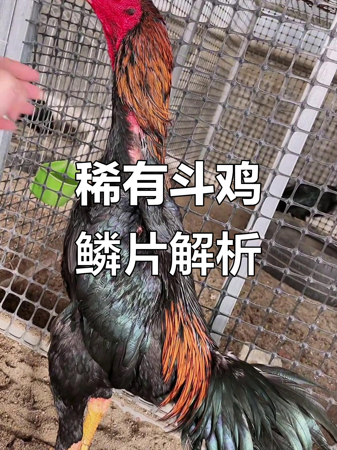 毒鳞角与三联甲后鳞:罕见凶猛斗鸡的特征揭秘
