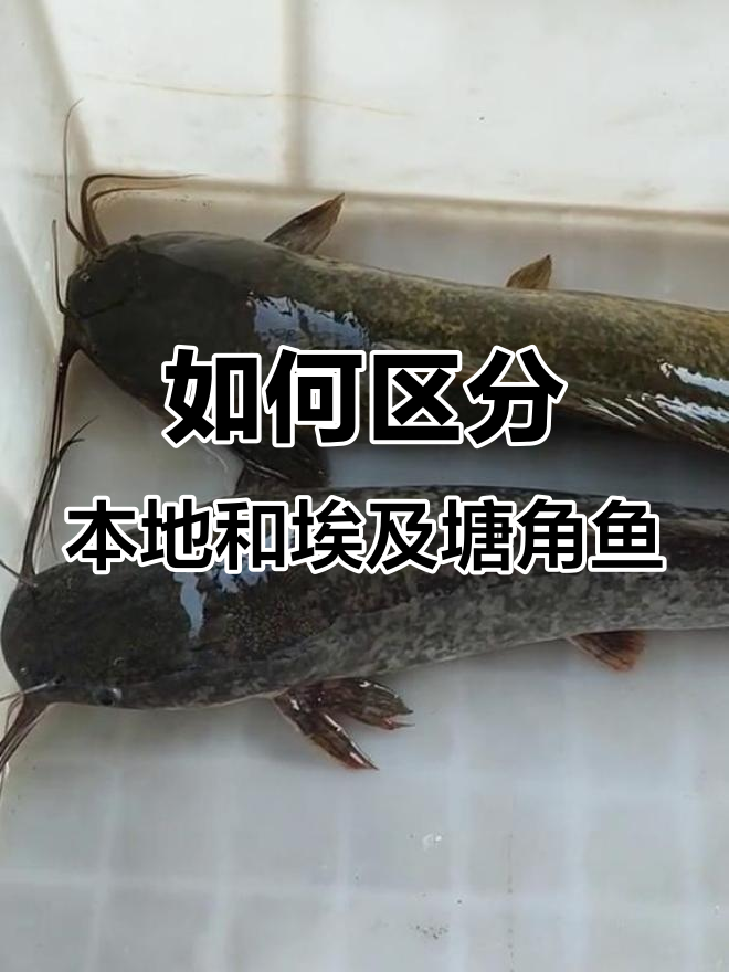 本地塘角鱼与埃及糖角鱼的辨别，哪个才是真正的“唐角”？