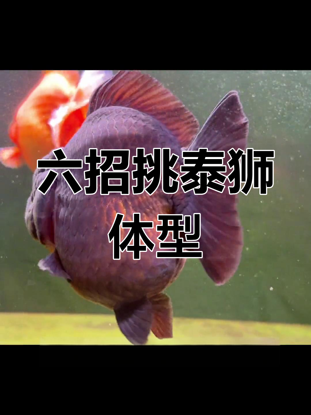 挑选泰狮金鱼必看!六步教你选对体型