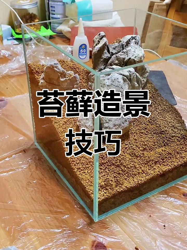 苔藓微景观制作教程