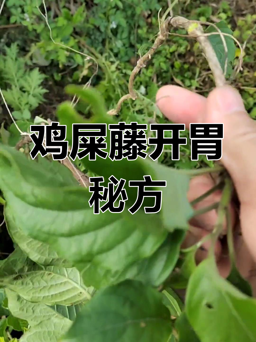 鸡屎藤粉做粑,孩子食欲大增!