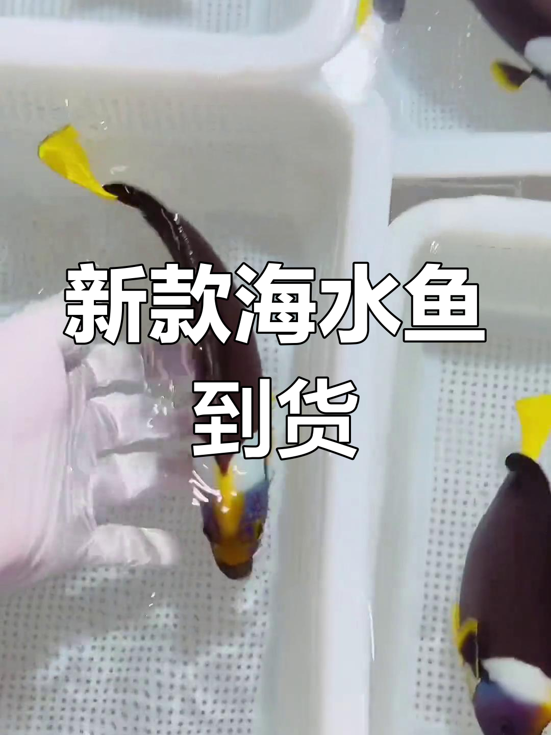 澳洲蓝面火焰海水鱼到货分享