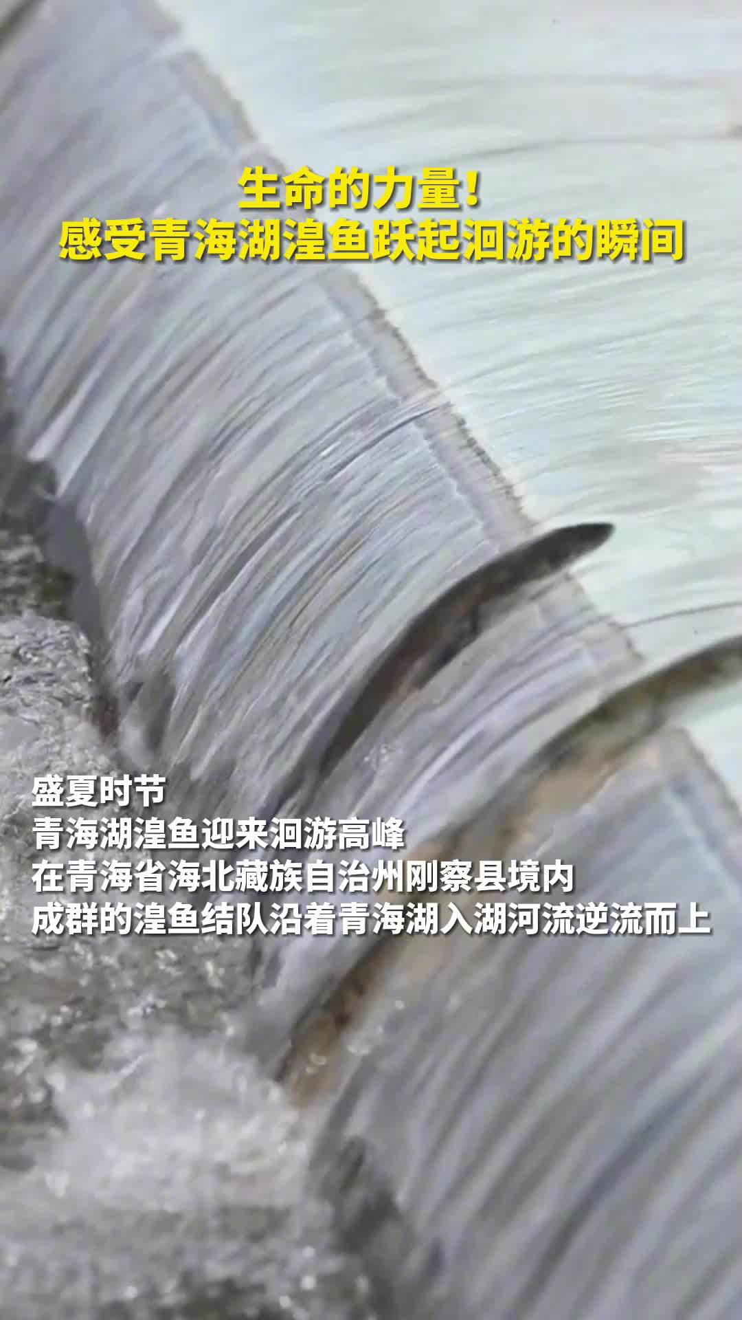 「湟鱼逆流而上现生命的力量」盛夏时节,青海湖特有物种 湟鱼迎来洄游产卵高峰期。洄游之路充满