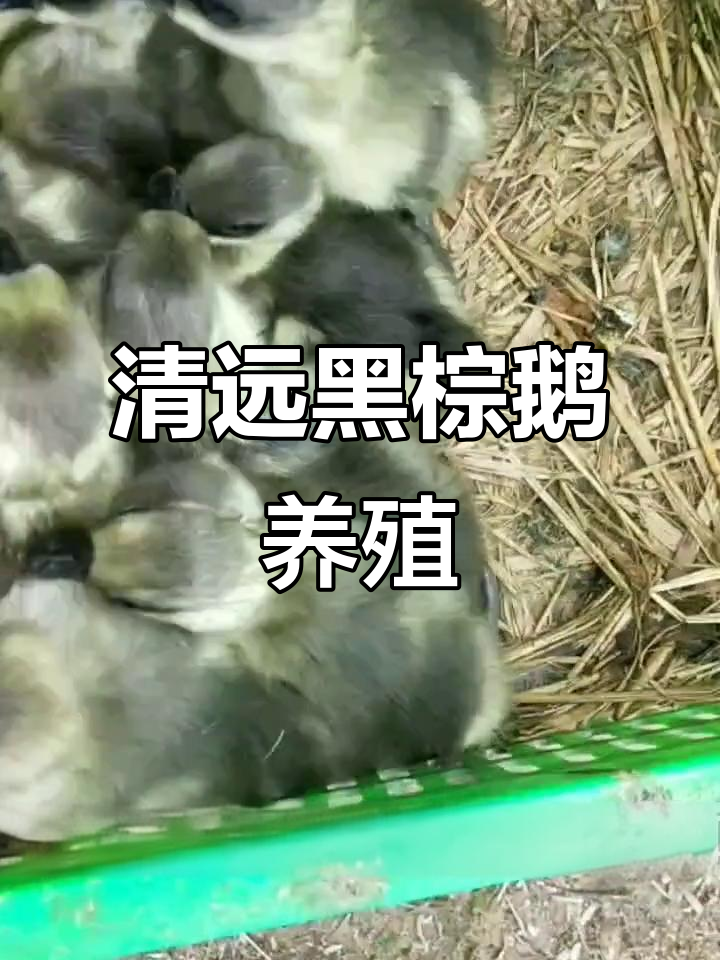 正宗清远黑棕鹅，母鹅生大个头，养殖技术全揭秘
