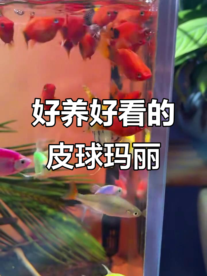 皮球玛丽:可爱又好养的观赏鱼,轻松打造童话世界