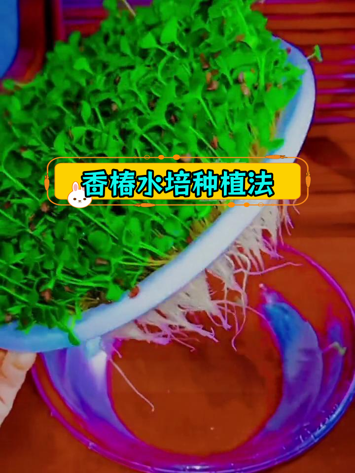 水培香椿苗种植技巧全解析