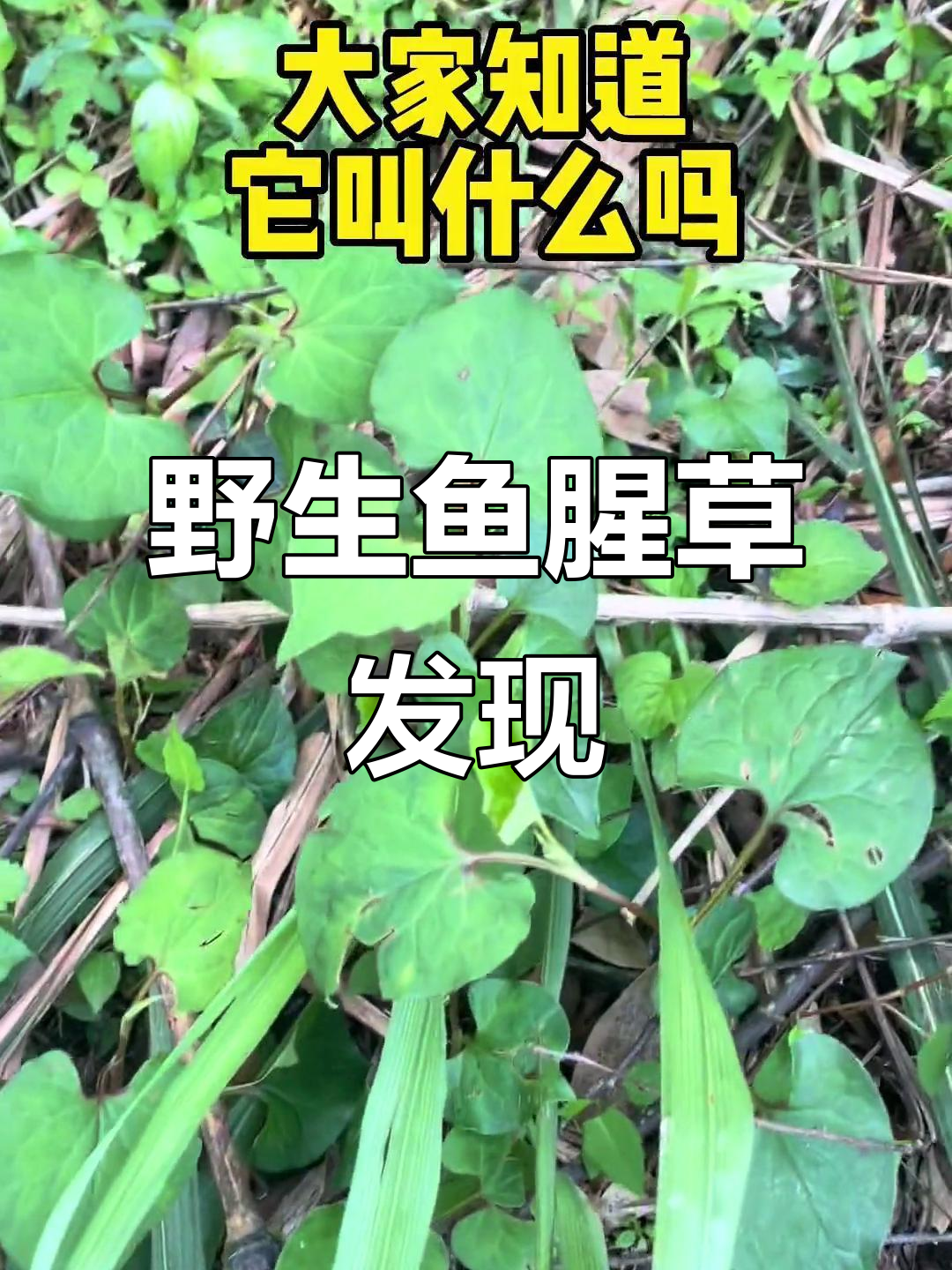 野生鱼腥草现身,附近餐厅有售!