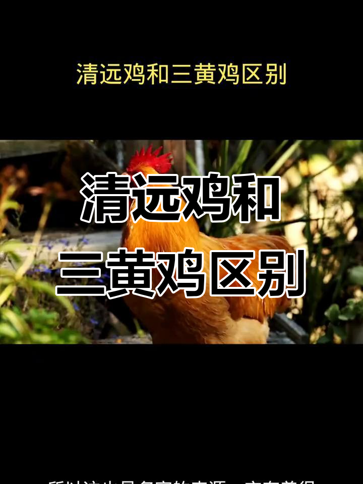 清远鸡与三黄鸡的区别：口感、产地大揭秘