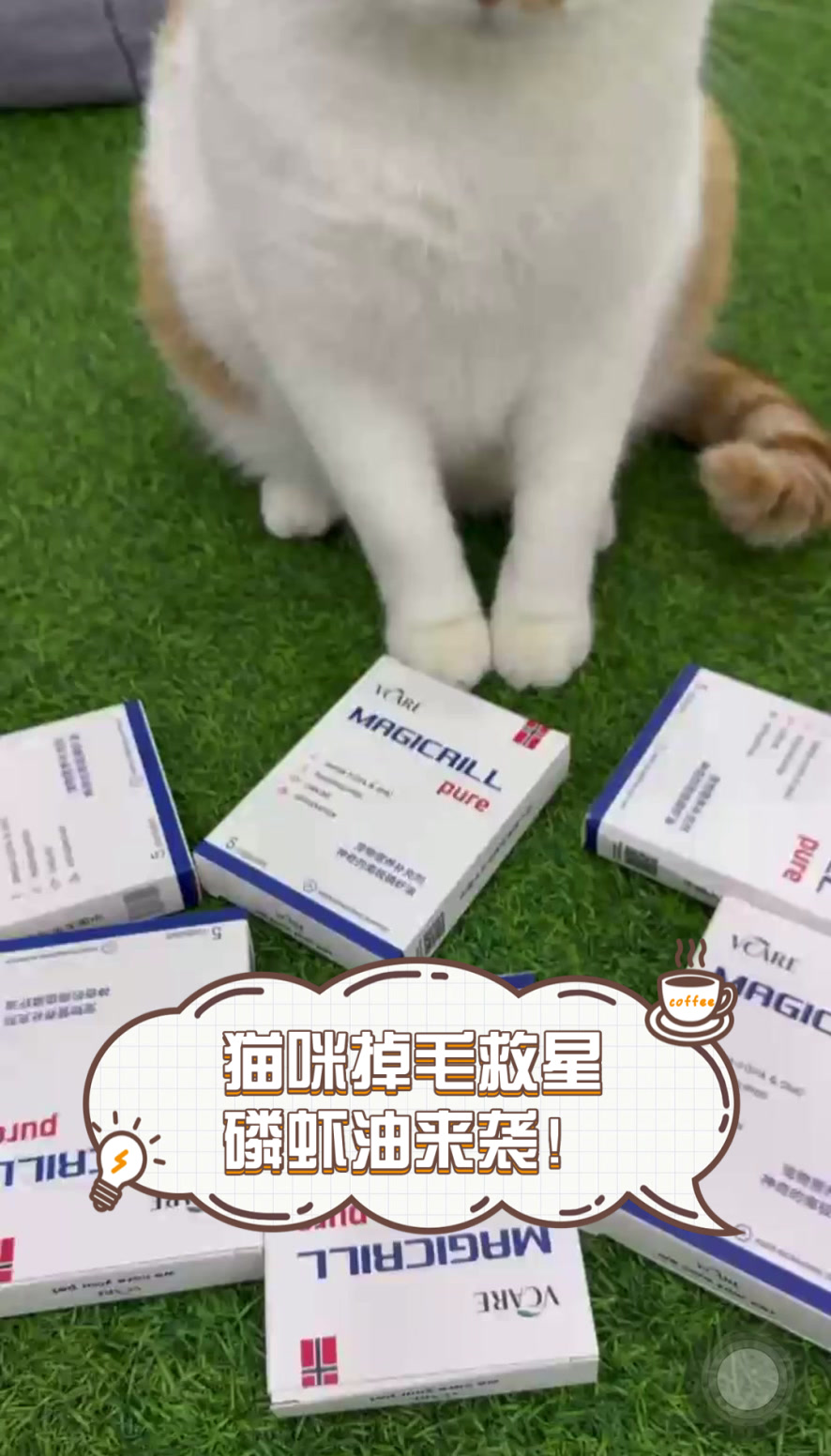 猫咪掉毛救星,磷虾油来袭!