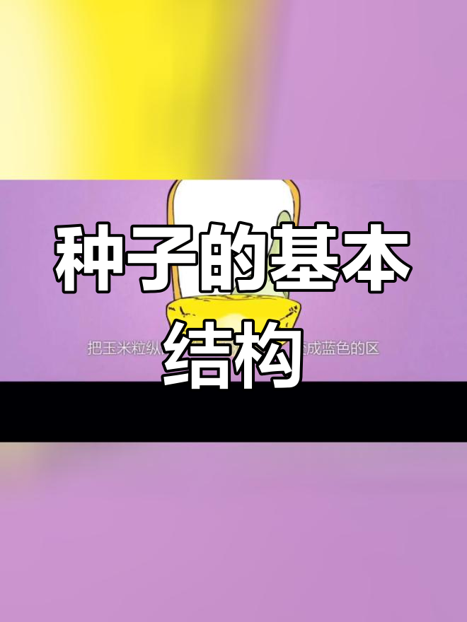 种子结构揭秘:菜豆与玉米的差异