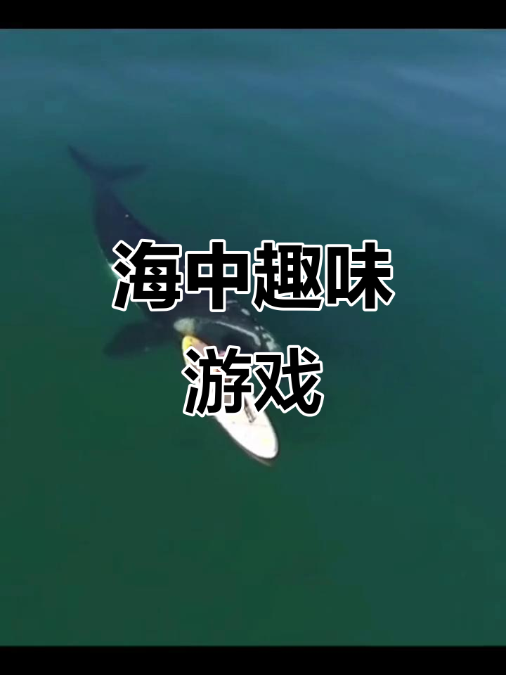 鲸鱼与浆板女孩的欢乐互动,宛如童心未泯的小熊