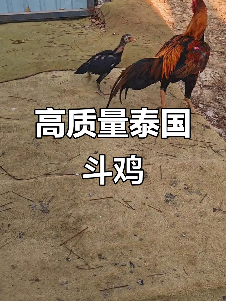 泰国斗鸡激烈对决,小鸡们全力以赴