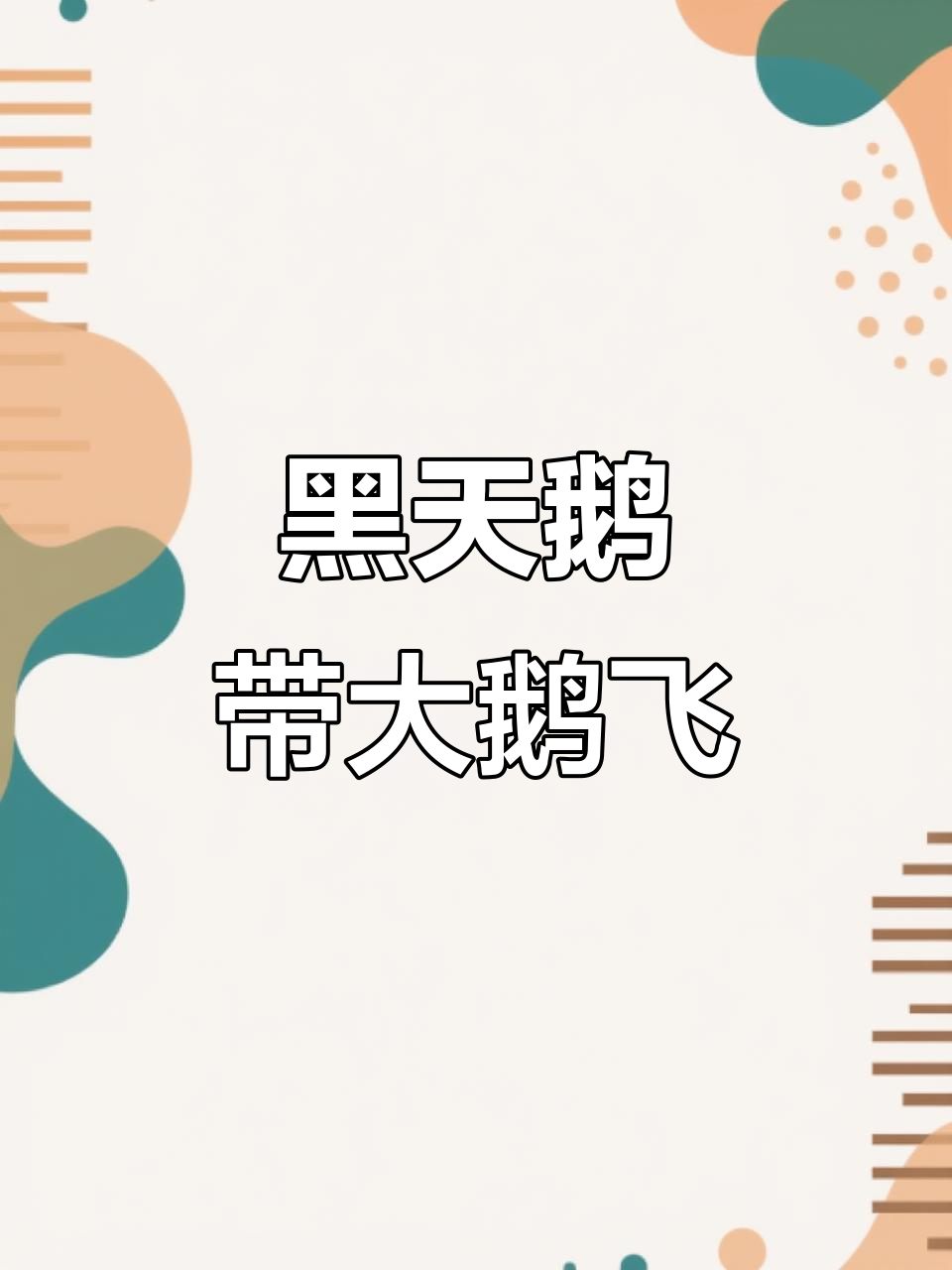 11月野生黑天鹅与家养大鹅共练飞行超有趣
