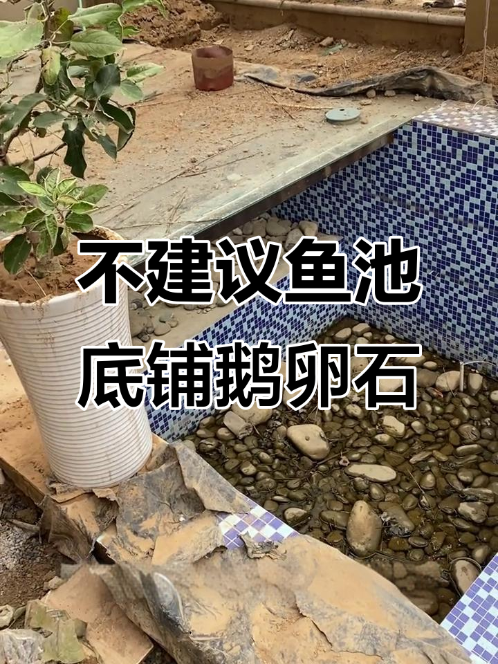 鱼池底部铺鹅卵石的隐患,清理难度大!